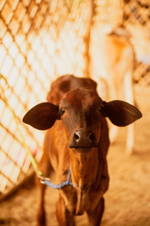 Free stock photo of calf, cows, cowshed