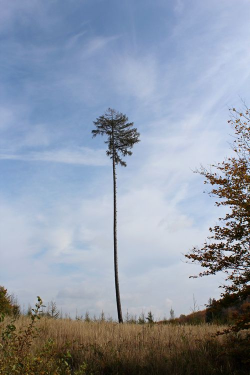 Free A lone tall pine tree stands in an autumn meadow in Purkersdorf, Austria under a bright blue sky. Stock Photo