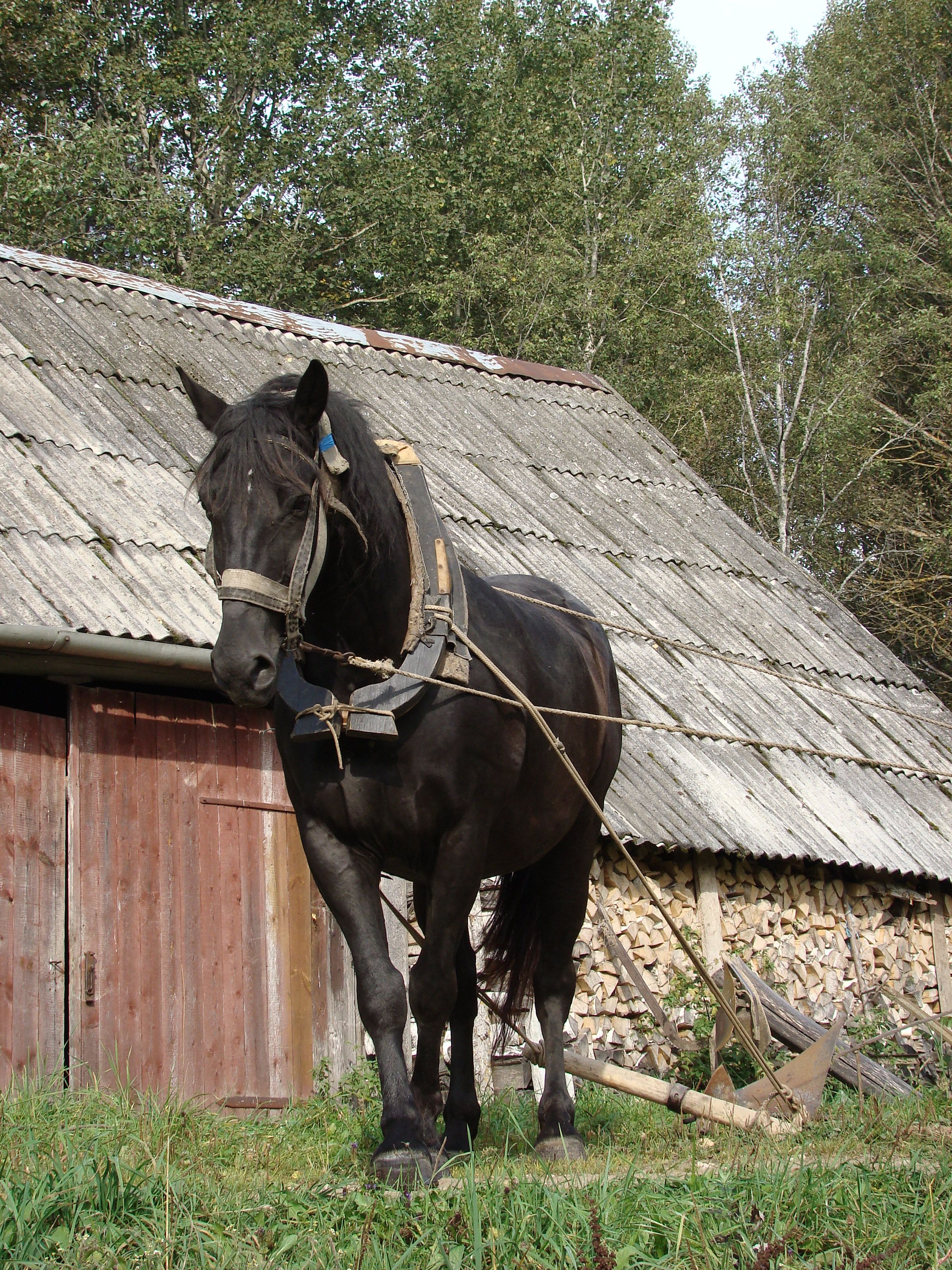 Rural Black Horse by Rustic Barn Outdoors · Free Stock Photo