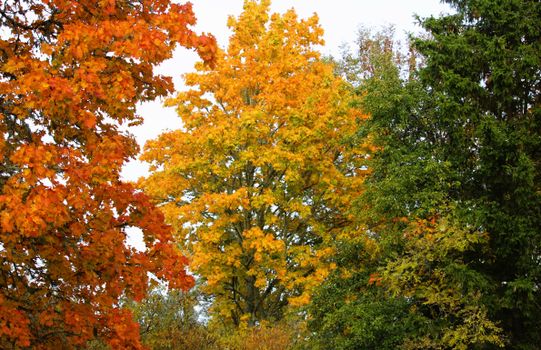 Colorful autumn foliage featuring vibrant maple trees in a serene outdoor setting.