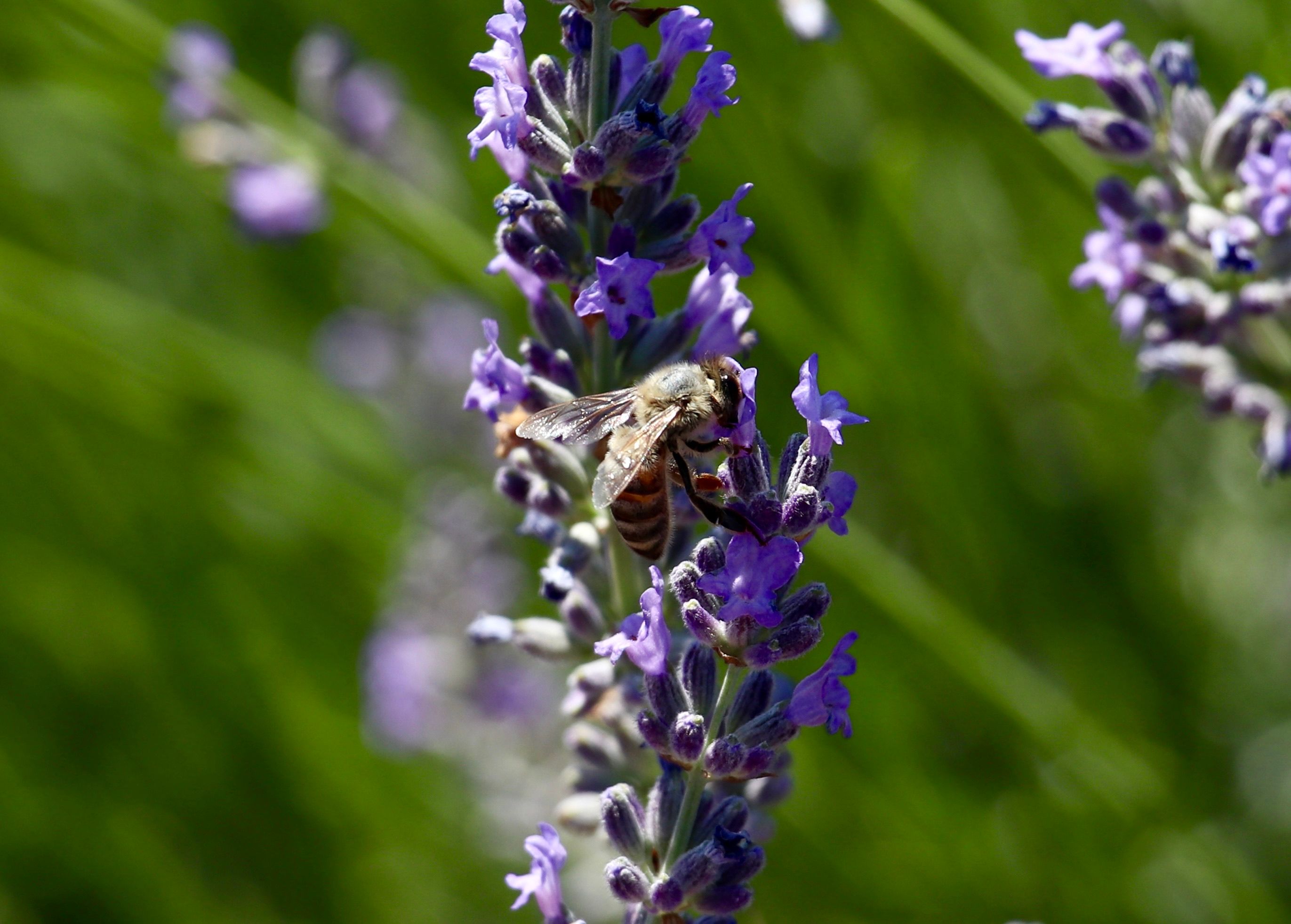 A honey bee on purple lavender flowers on a sunny summer day