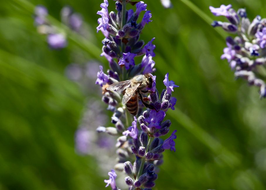A honey bee on purple lavender flowers on a sunny summer day