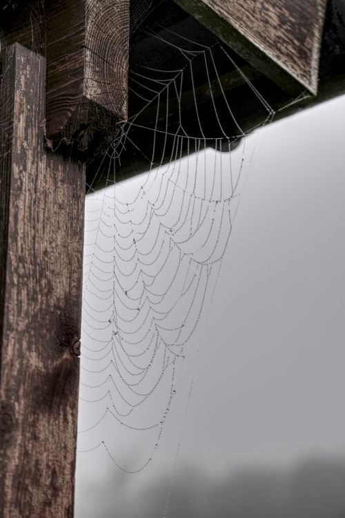 Timber Web Pattern Intricate Spider Web on Wooden Structure · Free Stock Photo