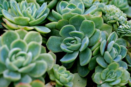 Free Detailed close-up of vibrant green succulent plants showing intricate leaf patterns. Stock Photo