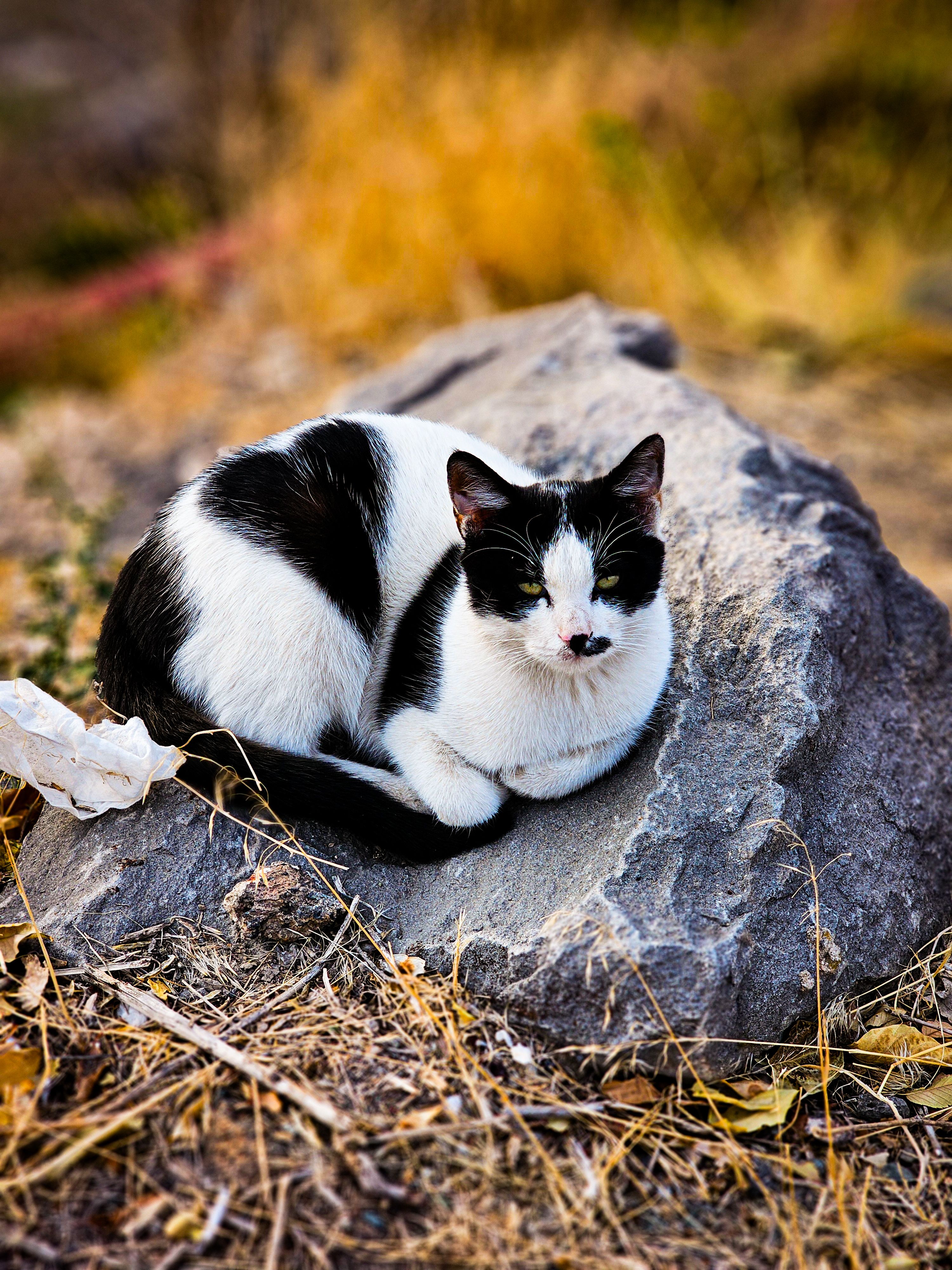 Black and White Cat Resting on a Rock Outdoors · Free Stock Photo