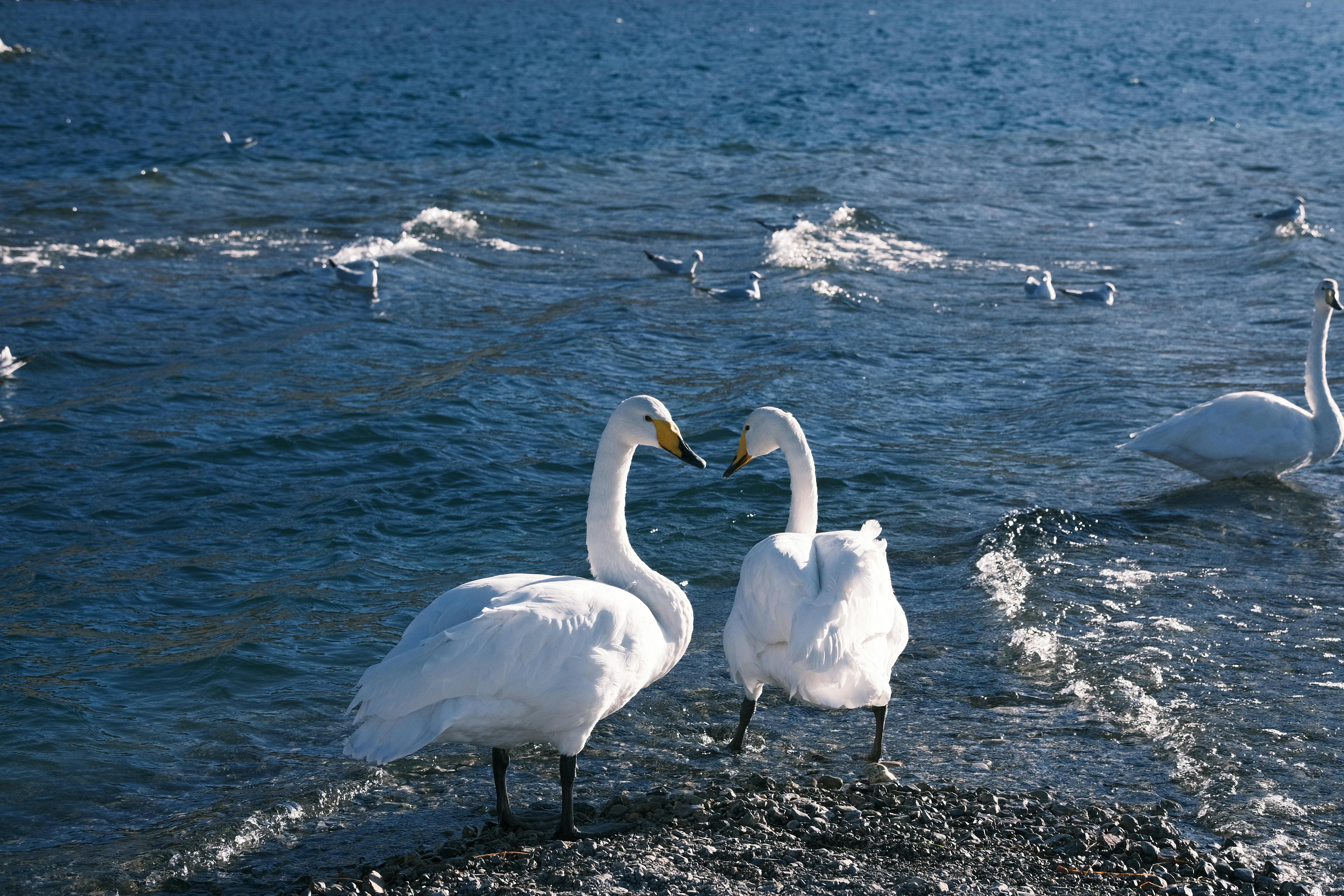 A pair of swans gracefully standing by a serene lake with gentle waves.