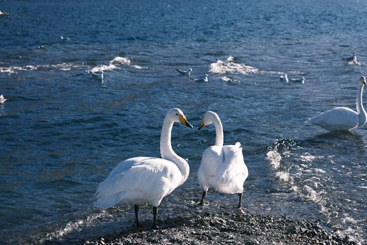 A pair of swans gracefully standing by a serene lake with gentle waves.
