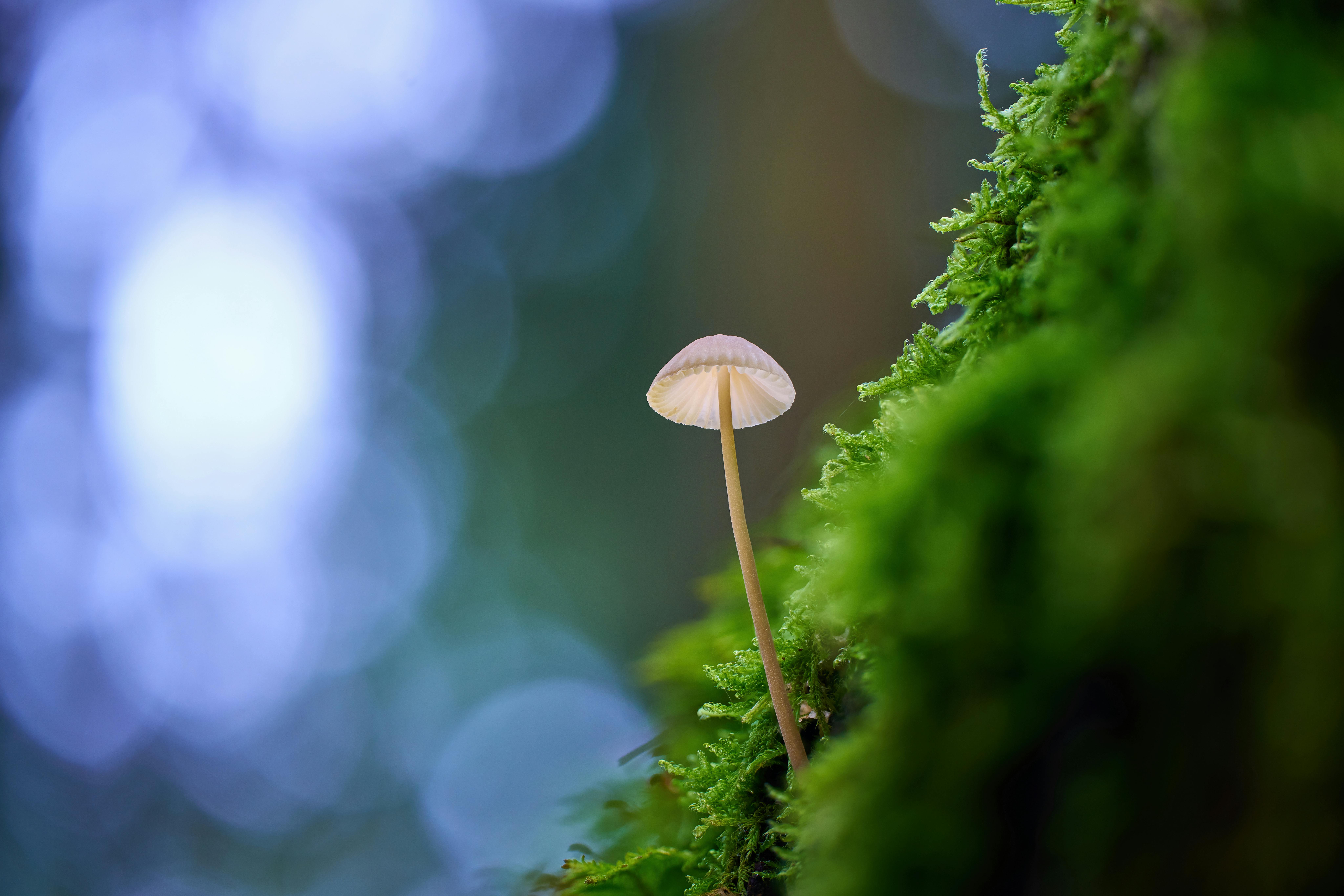 免費 近距離觀察寧靜的森林背景下苔蘚表面生長的嬌嫩蘑菇。 圖庫相片