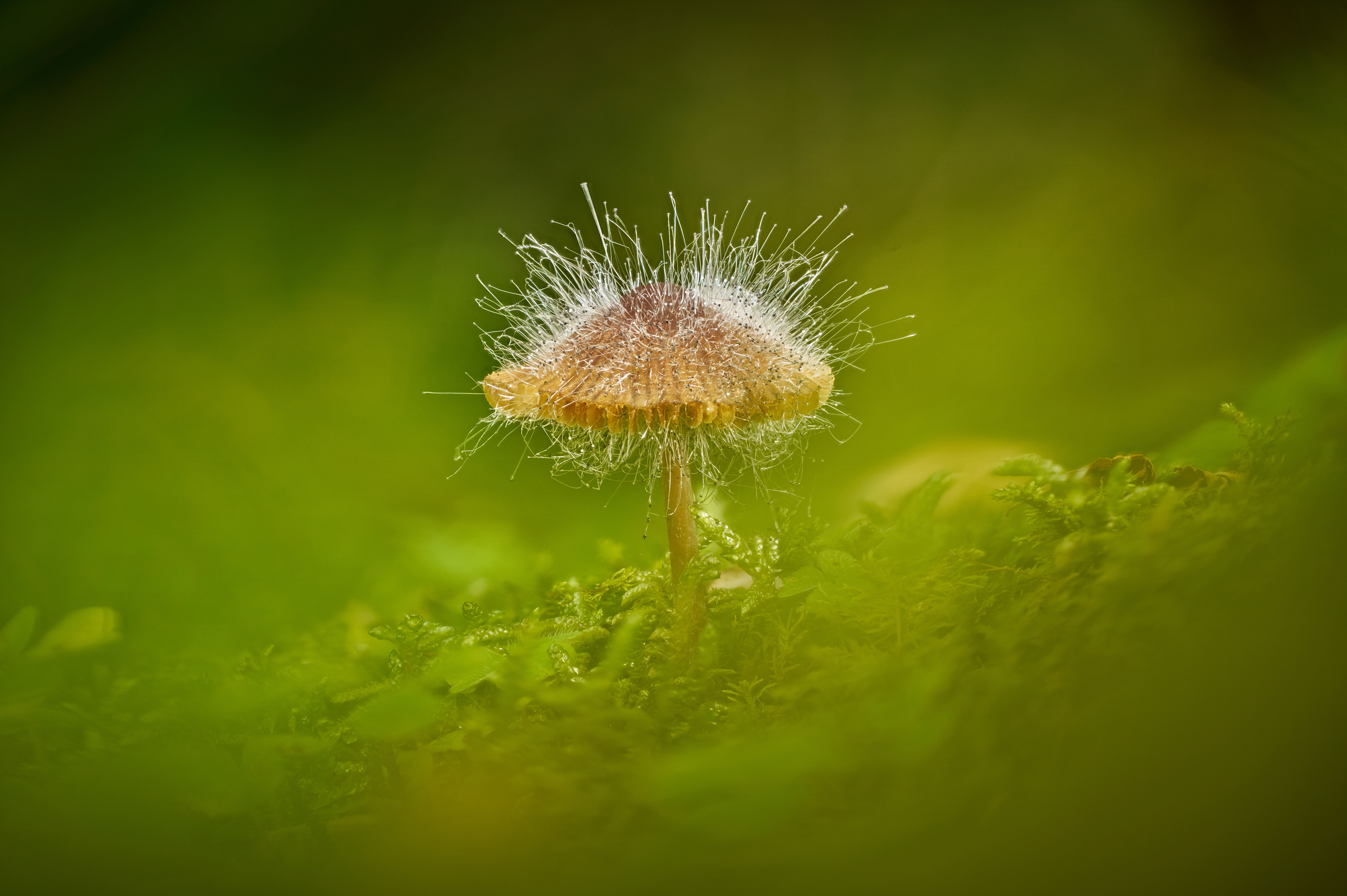 Fungal age remains elusive as underground networks continually grow, split and recycle