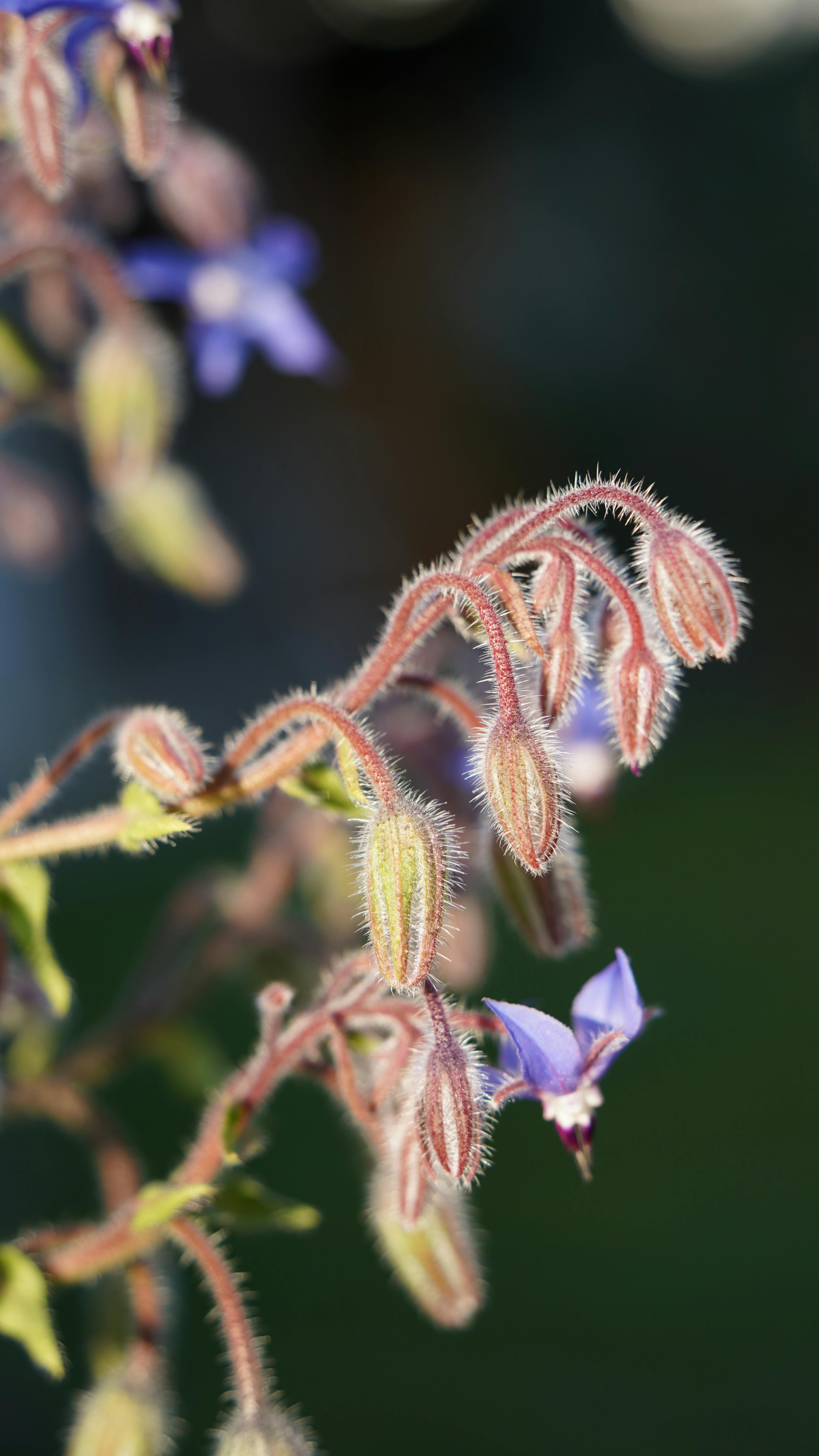 [ColoSach]-a-detailed-view-of-borage-flower-buds-and-blossoms-in-soft-evening-light,-highlighting-nature's-delicate-beauty.