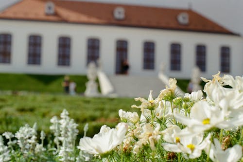 Základová fotografie zdarma na téma 35mm film, květiny, mělké zaměření