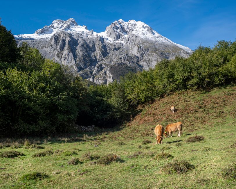 Serene landscape of cows grazing with snowcapped mountains in the background.