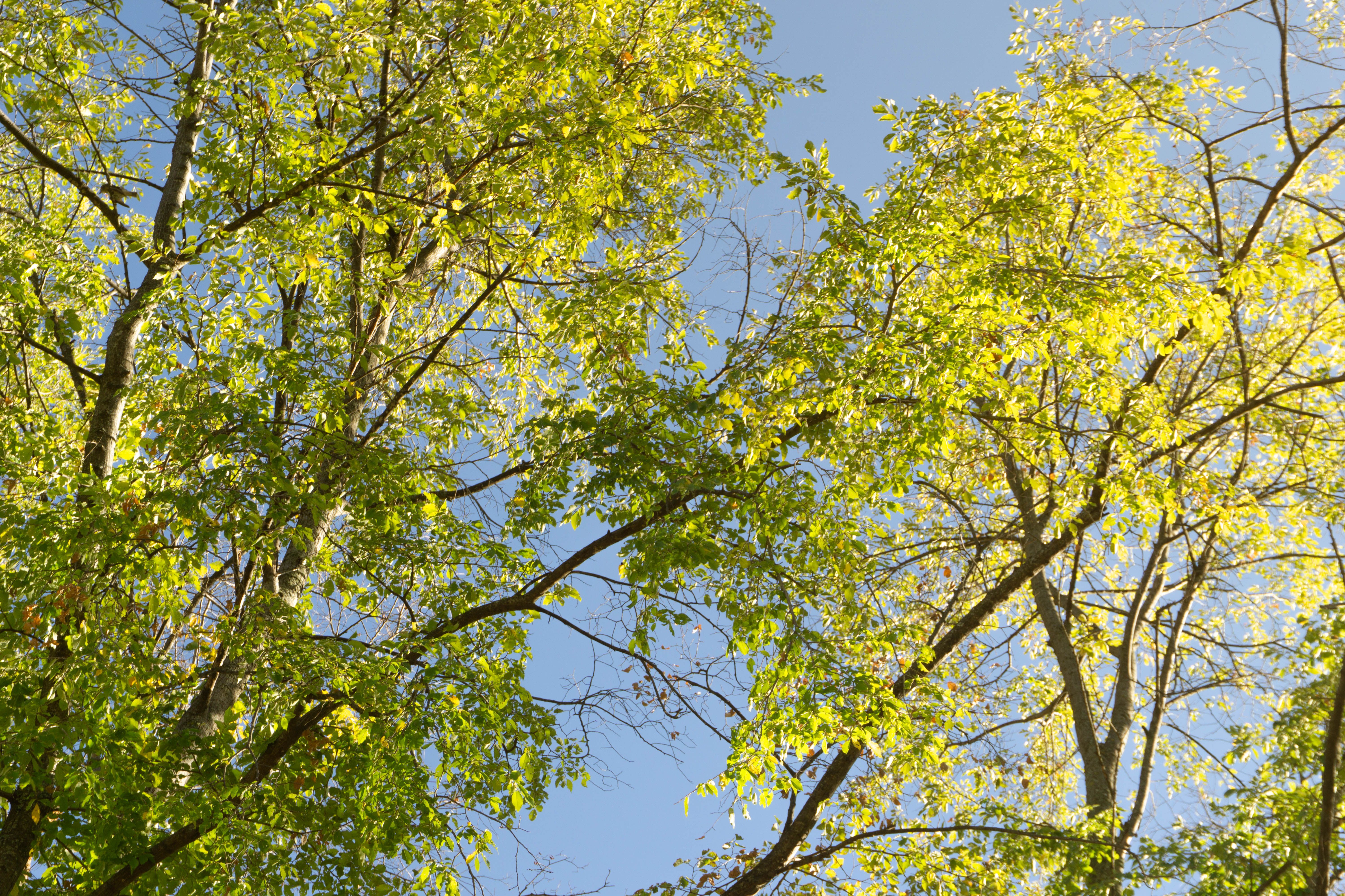 Tree branches against a bright sky