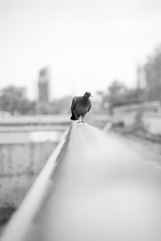 A monochrome photo of a pigeon perched on a city rail in Buenos Aires.