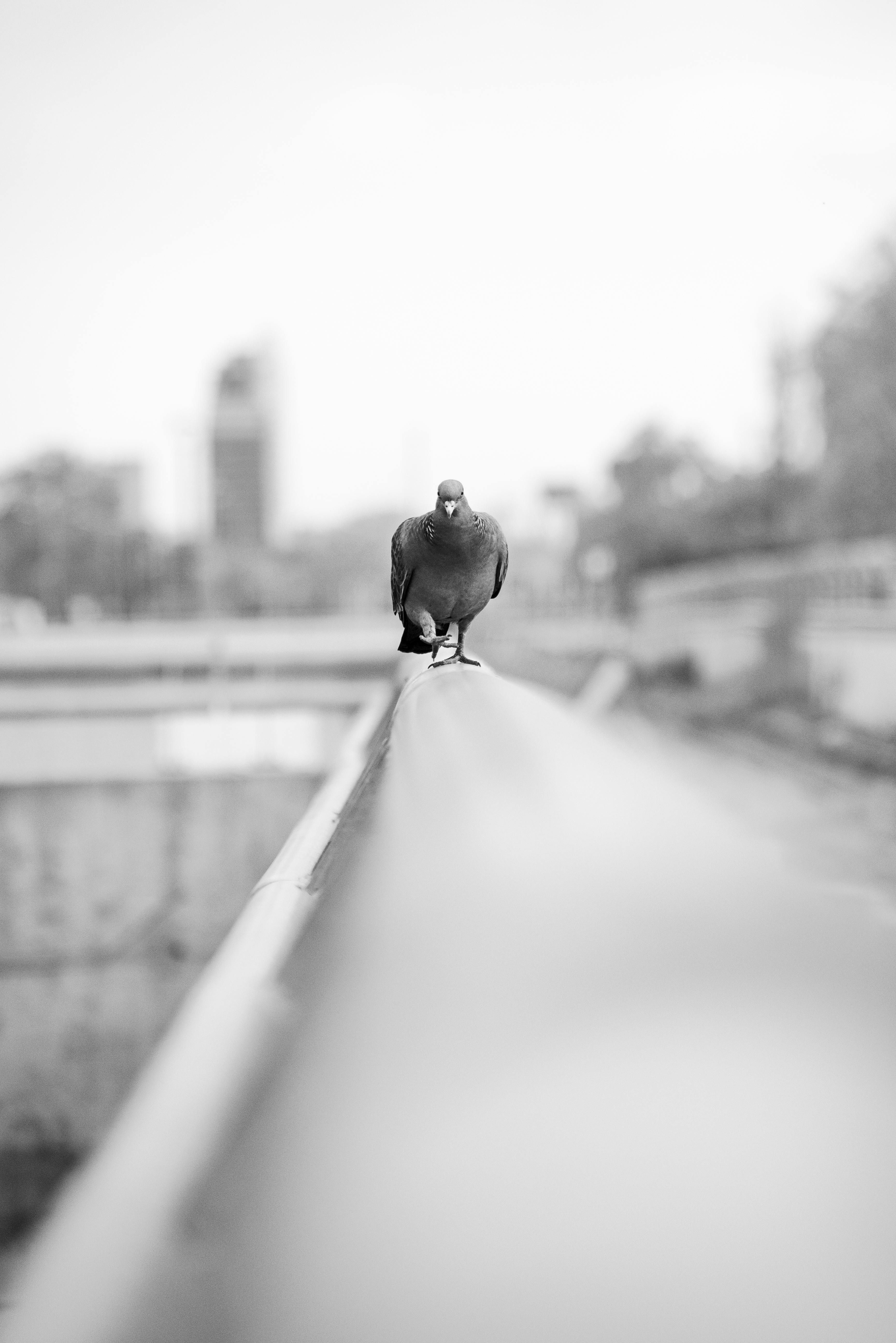 Gratuit Imagine de stoc gratuită din adâncime, adâncimea superficială a câmpului, alb-negru Fotografie de stoc
