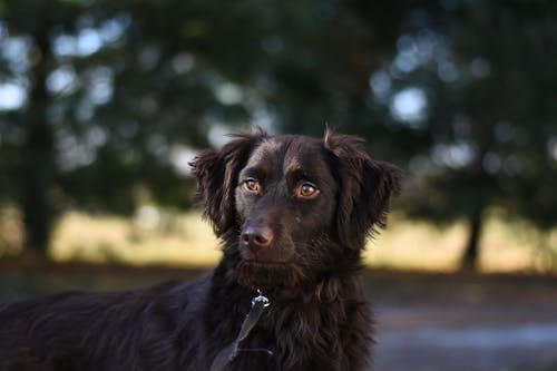 bezplatná Základová fotografie zdarma na téma černý pes, denní, denní světlo Základová fotografie