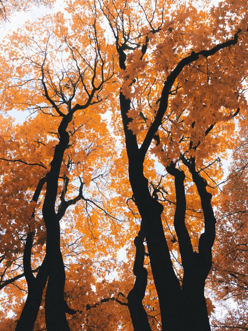 Free Stunning view of autumn foliage with vibrant orange leaves and silhouetted tree branches. Stock Photo