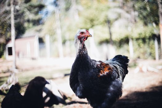 Close-up of a chicken in a sunny outdoor setting, showcasing its vibrant plumage and natural habitat.