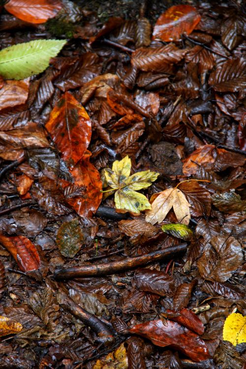 Free Vibrant fall leaves scattered on the wet forest floor in Bolu, Türkiye. Stock Photo
