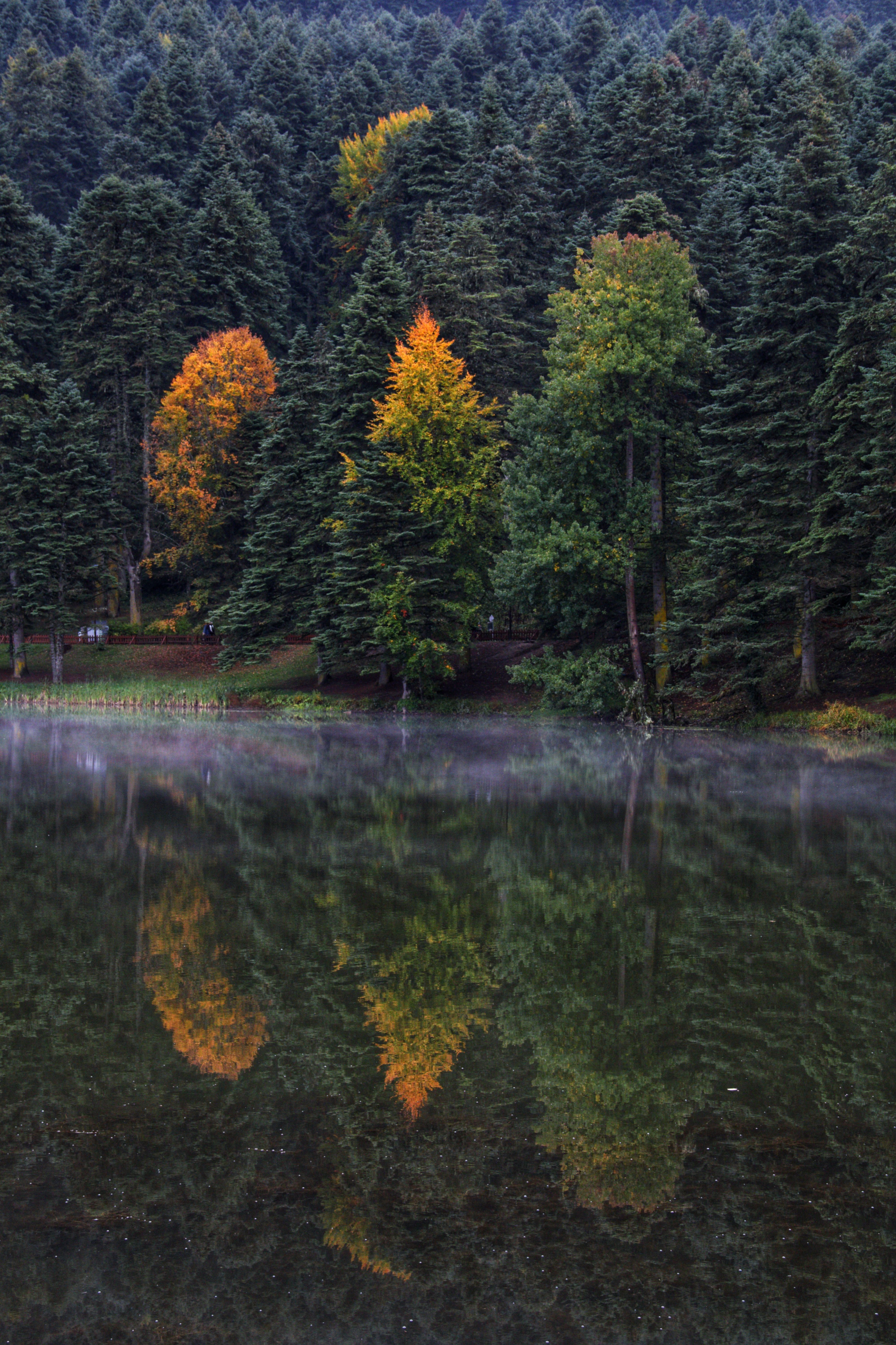 Top View of a Lake Surrounded by Trees · Free Stock Photo