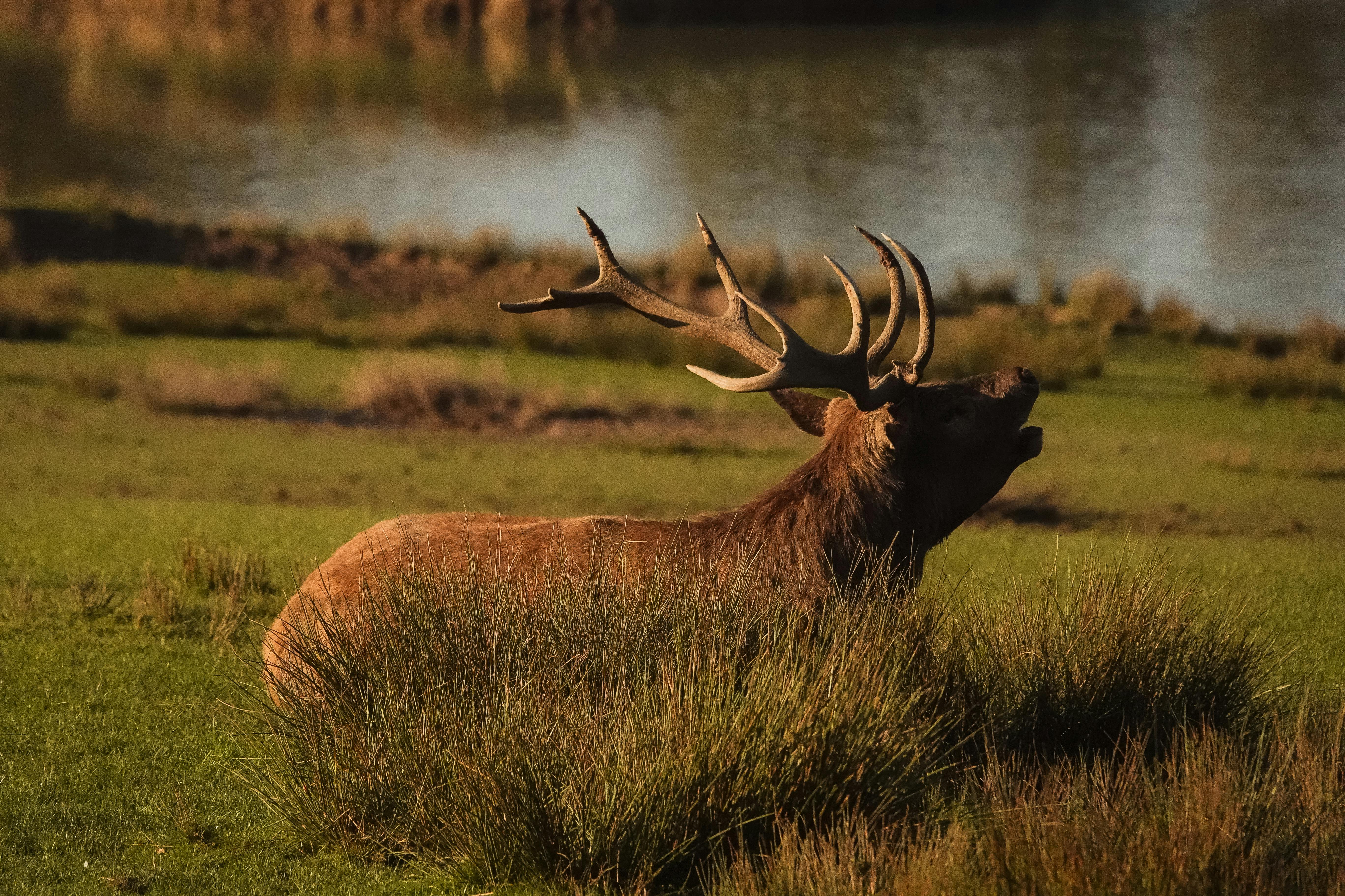 Majestic red deer stag bellowing in a lush green meadow during autumn.