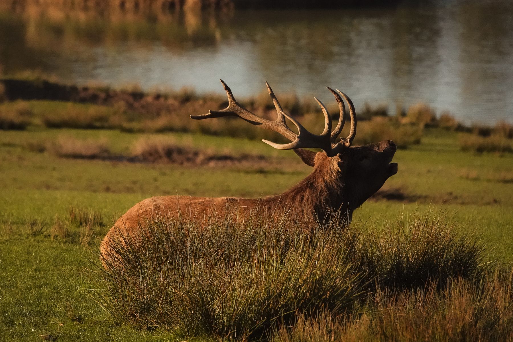 Photo d'ambiance d'un cerf dans une prairie verdoyante