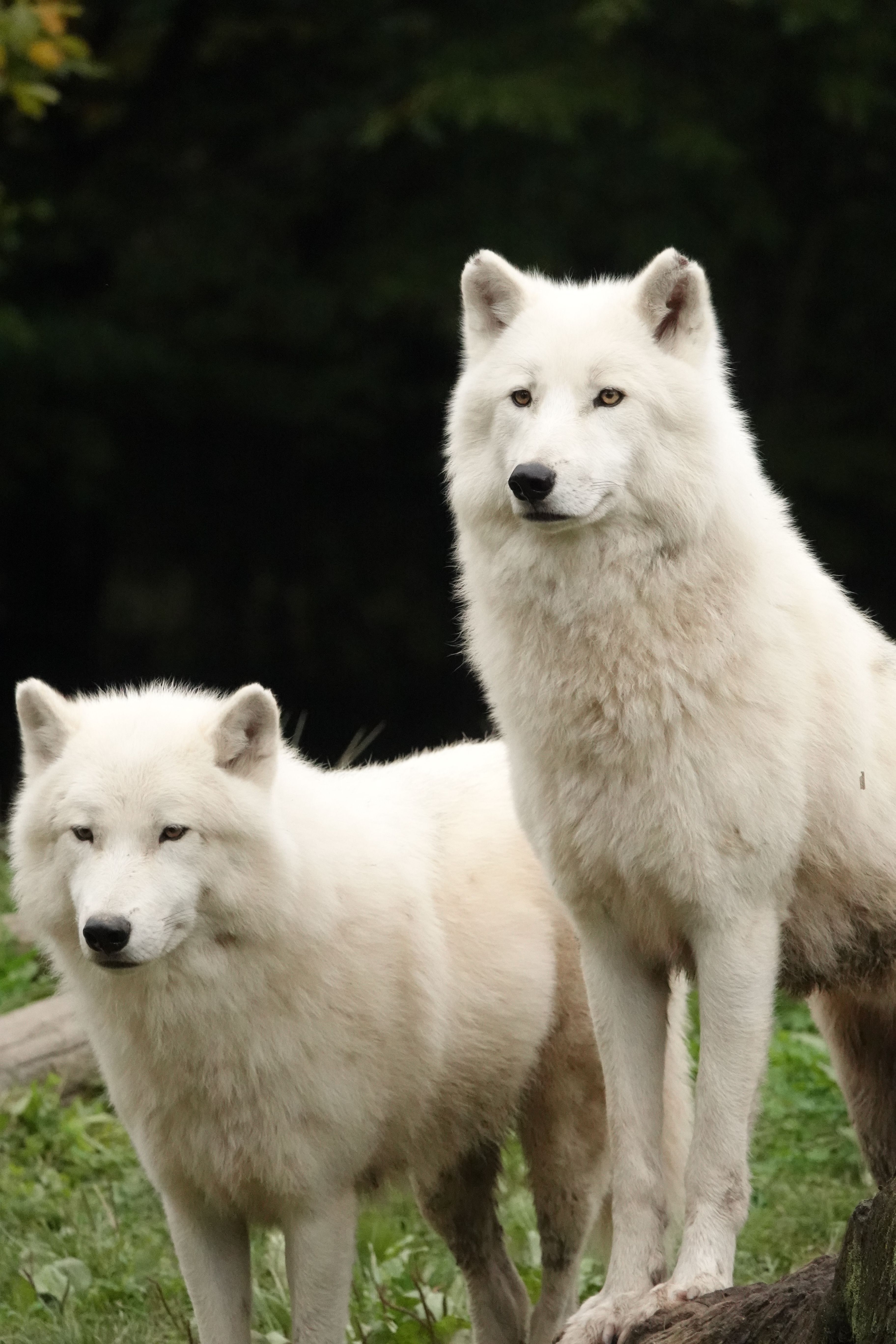 Two stunning white Arctic wolves standing in a lush forest setting.