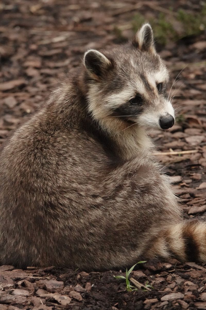 How to Get Rid of Raccoons: Safe and Legal Removal Methods
