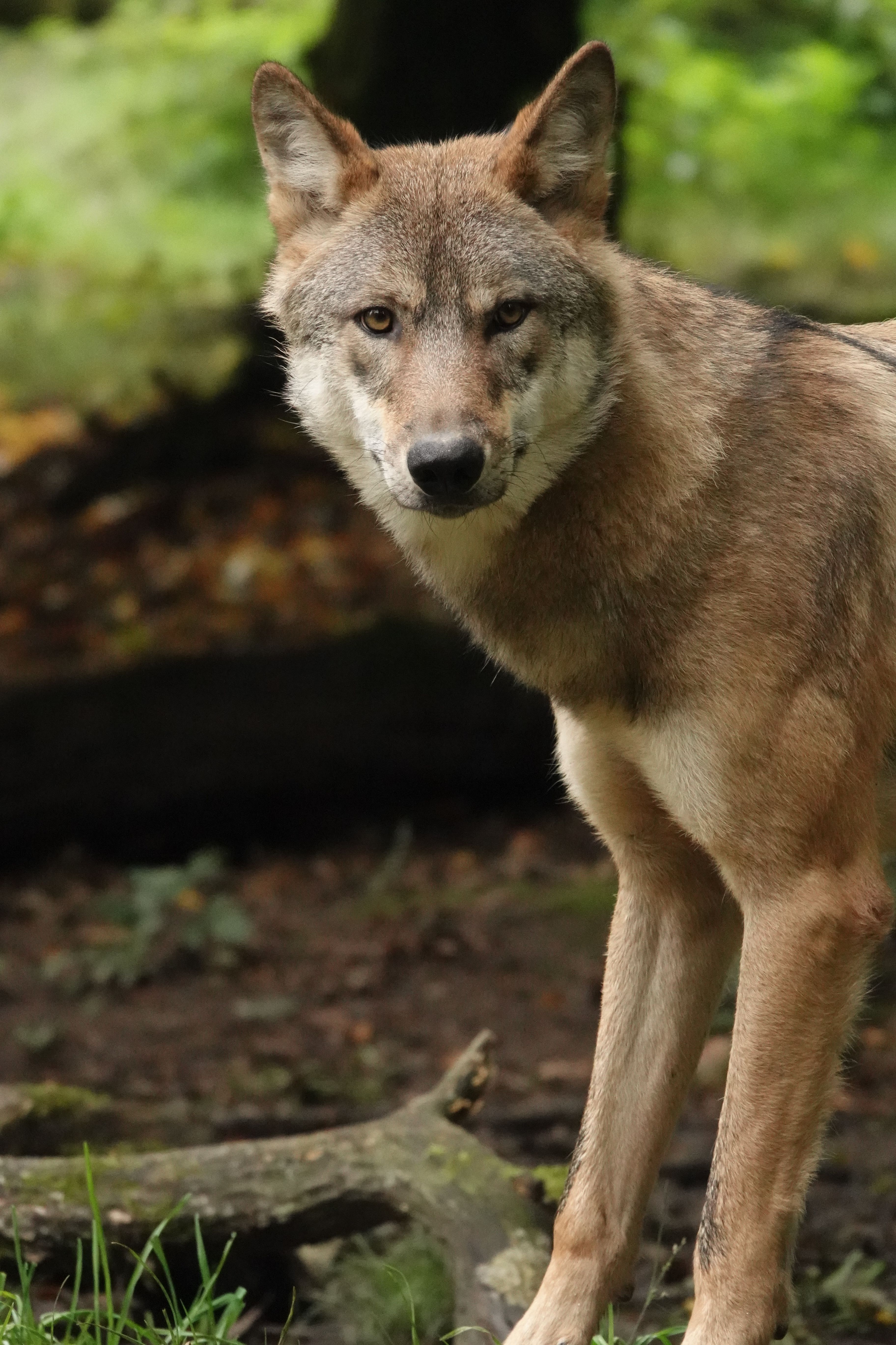 Majestic grey wolf stands alert in a lush forest setting.