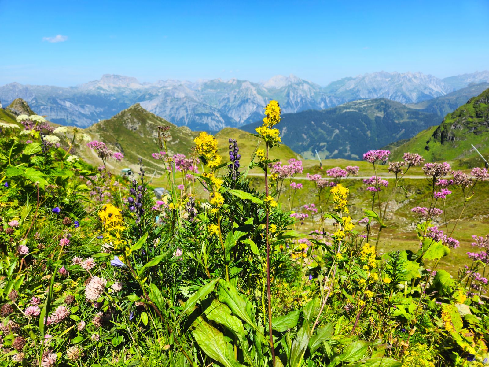 Alpine meadow paint by numbers