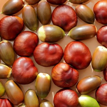 Seeds Of Hevea Brasiliensis from Brazil