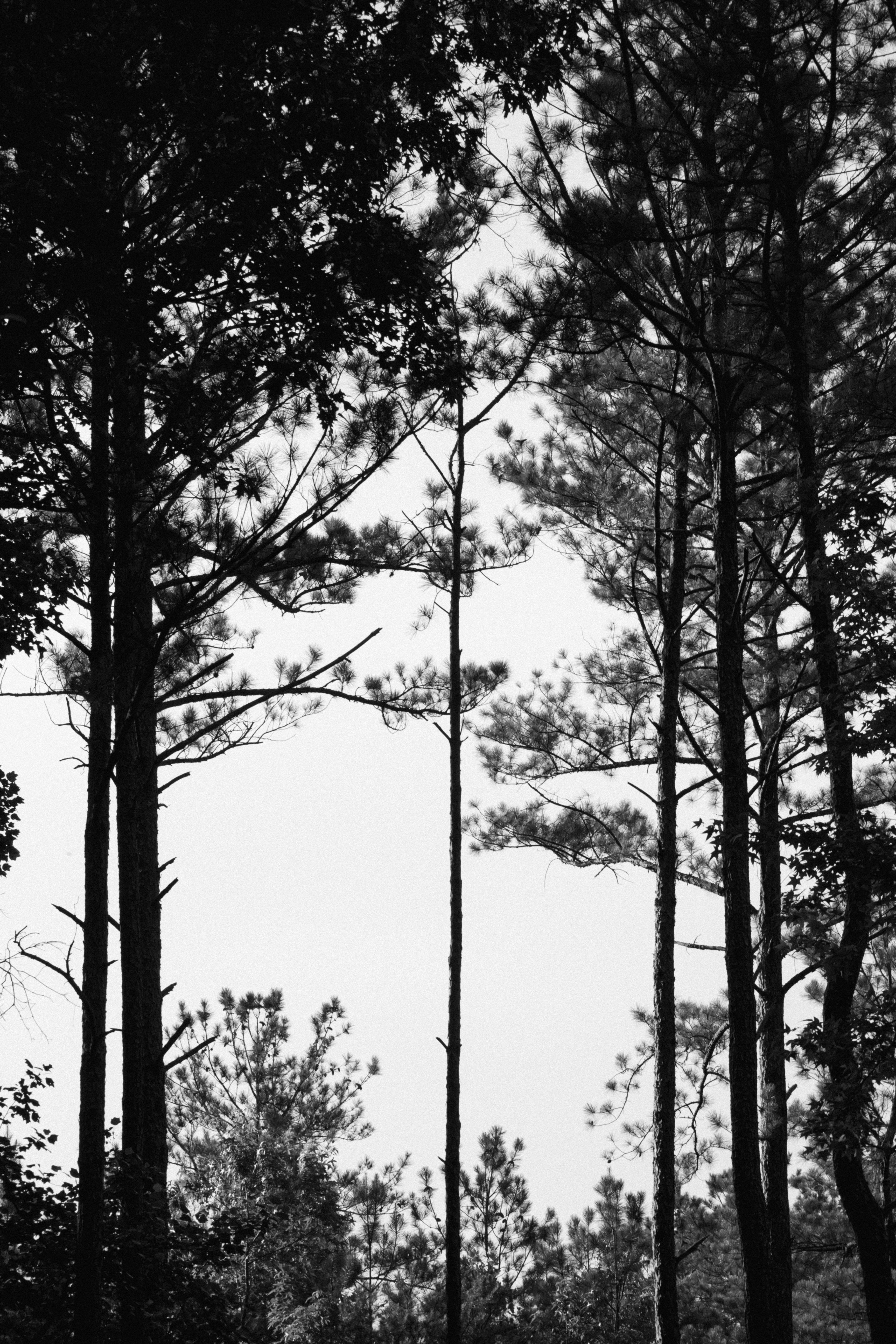 Black and White Tall Pine Trees in Atlanta Forest · Free Stock Photo