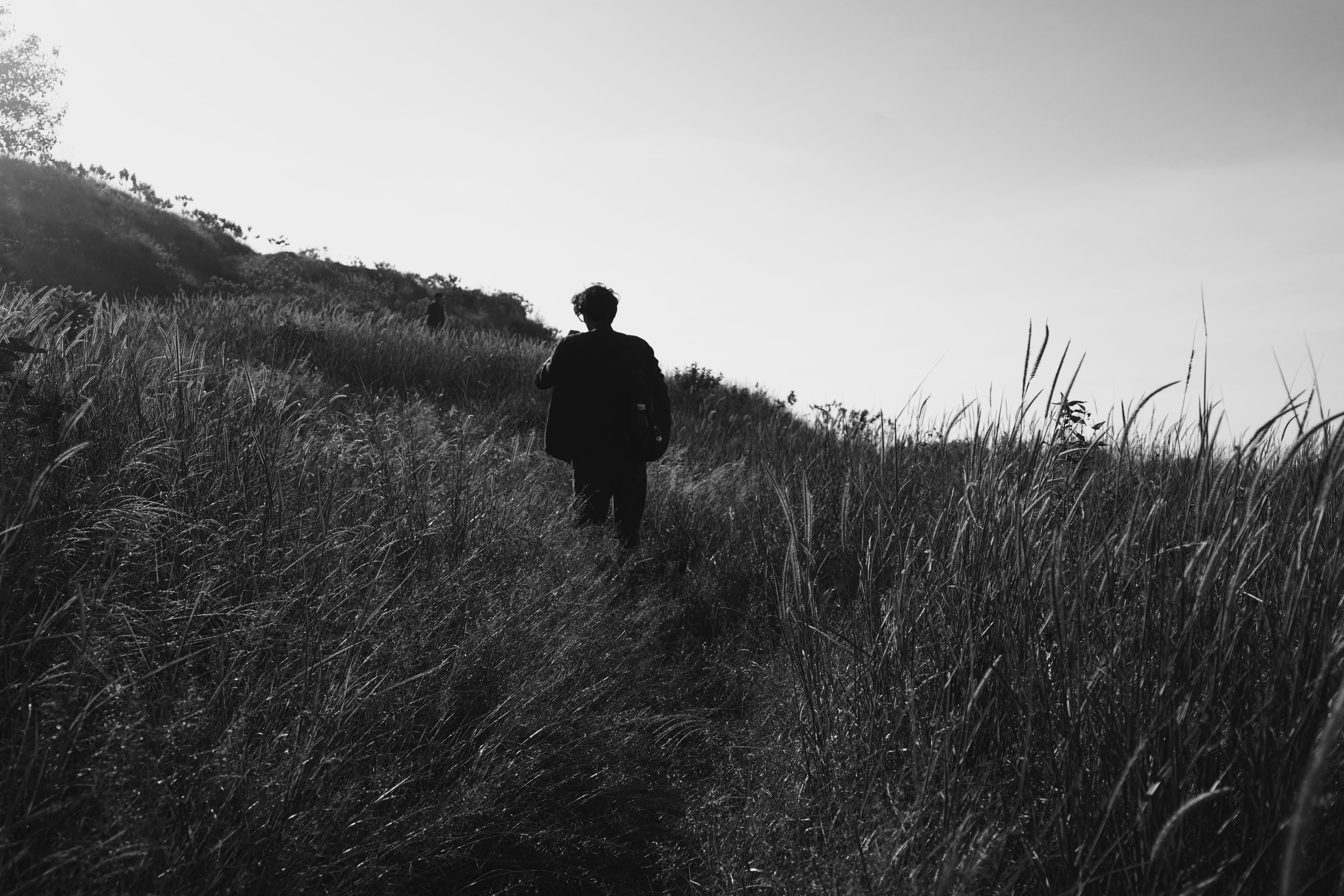 Silhouette of a Person Walking Through Tall Grass · Free Stock Photo
