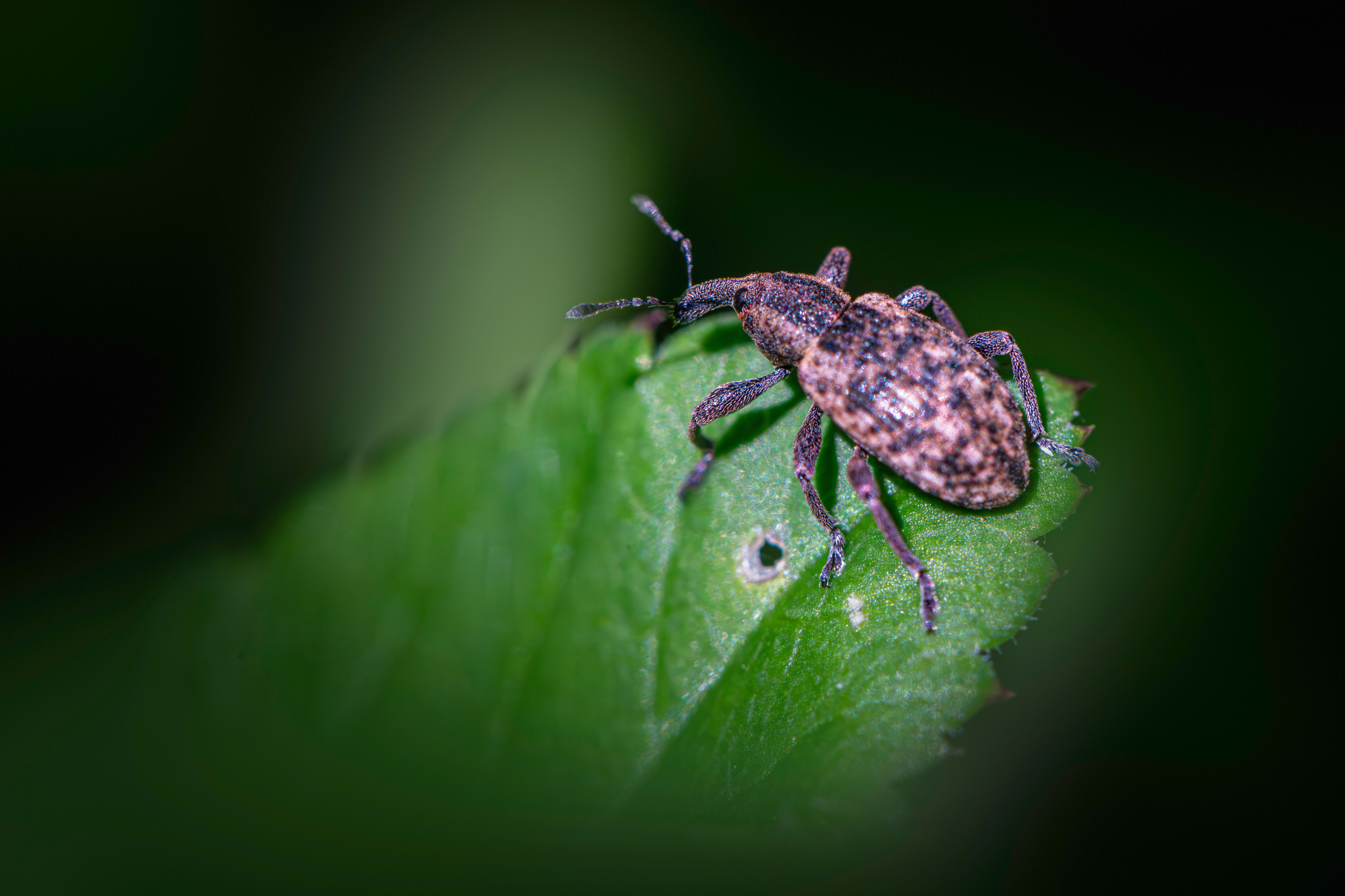 Detailed macro image of a beetle resting on a green leaf in natural light.