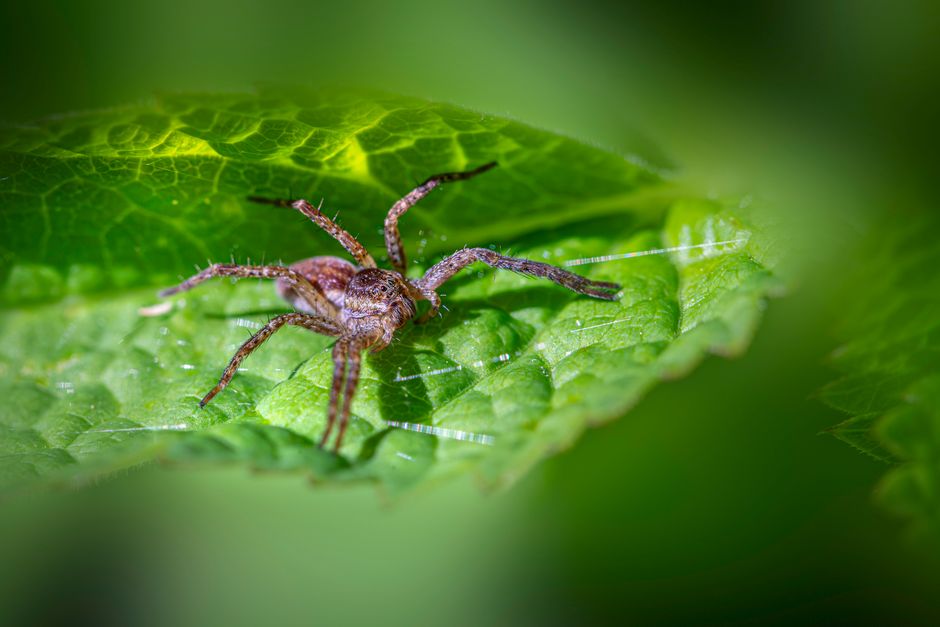 Guia Completo de Defensivos Caseiros: Soluções Naturais para um Cultivo Sustentável