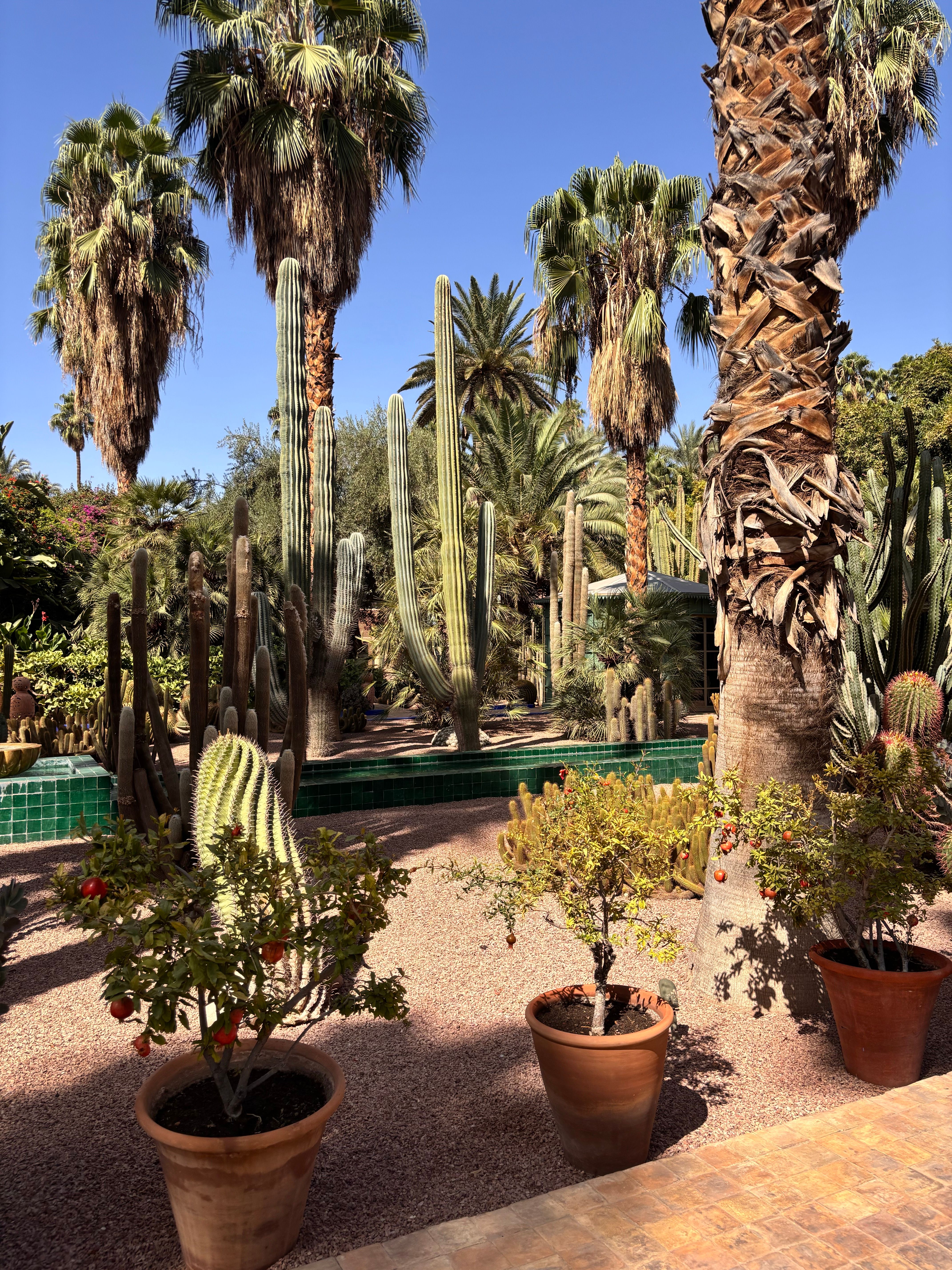 Beautiful capture of diverse desert plants in Majorelle Garden, Marrakech.