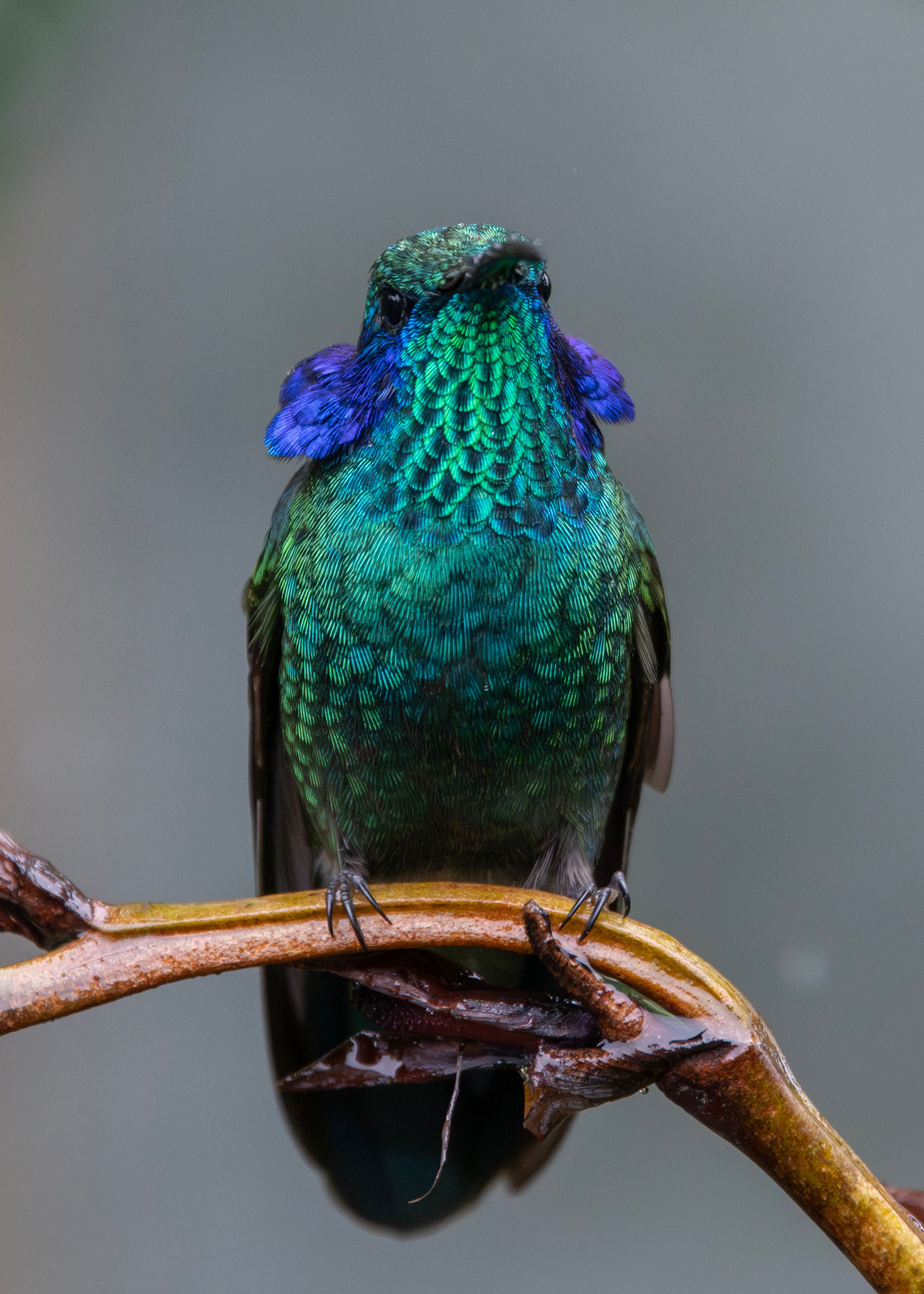 Vibrant Blue-Throated Mountain Gem Hummingbird · Free Stock Photo