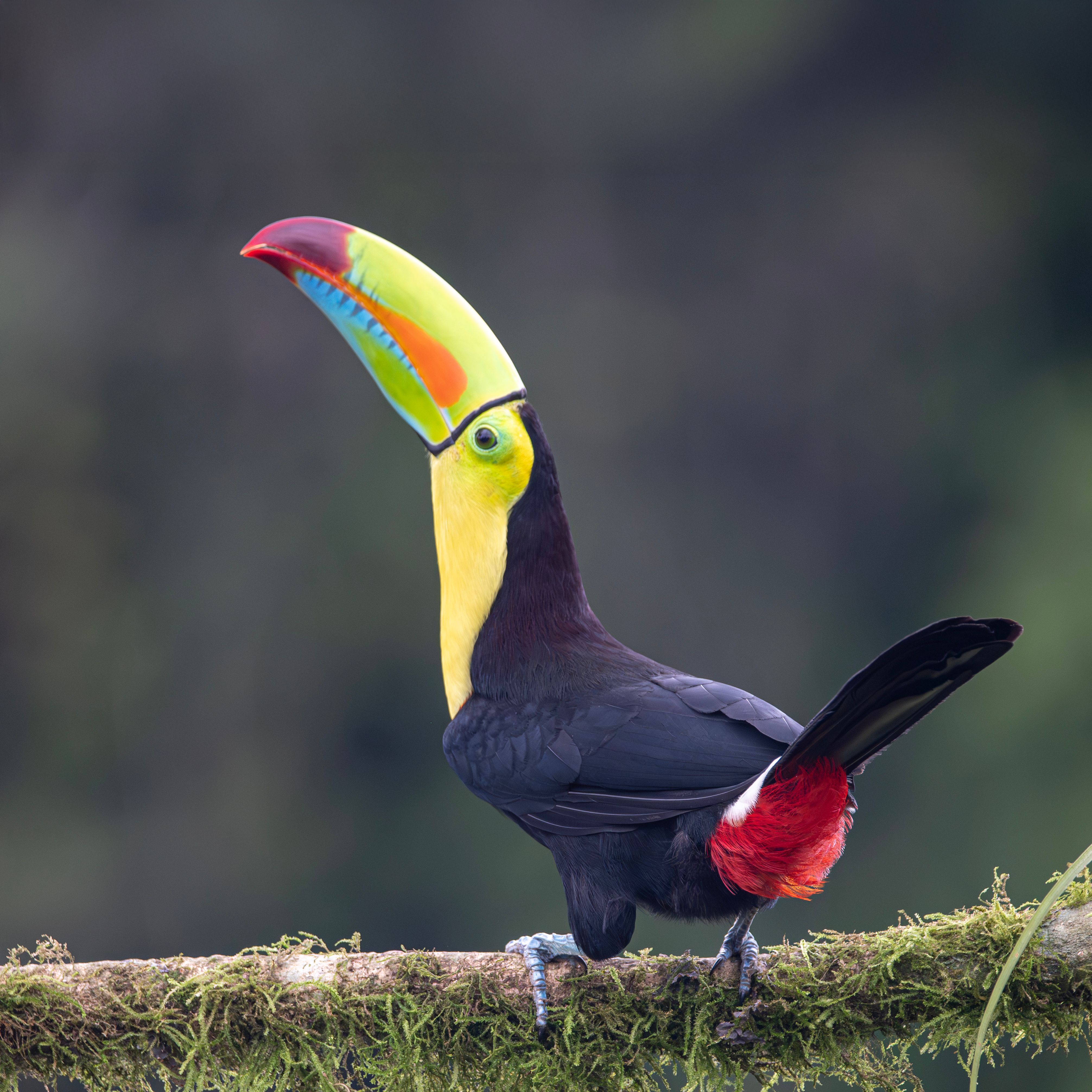 Biodiversidad guatemalteca: las especies endémicas más raras y valiosas