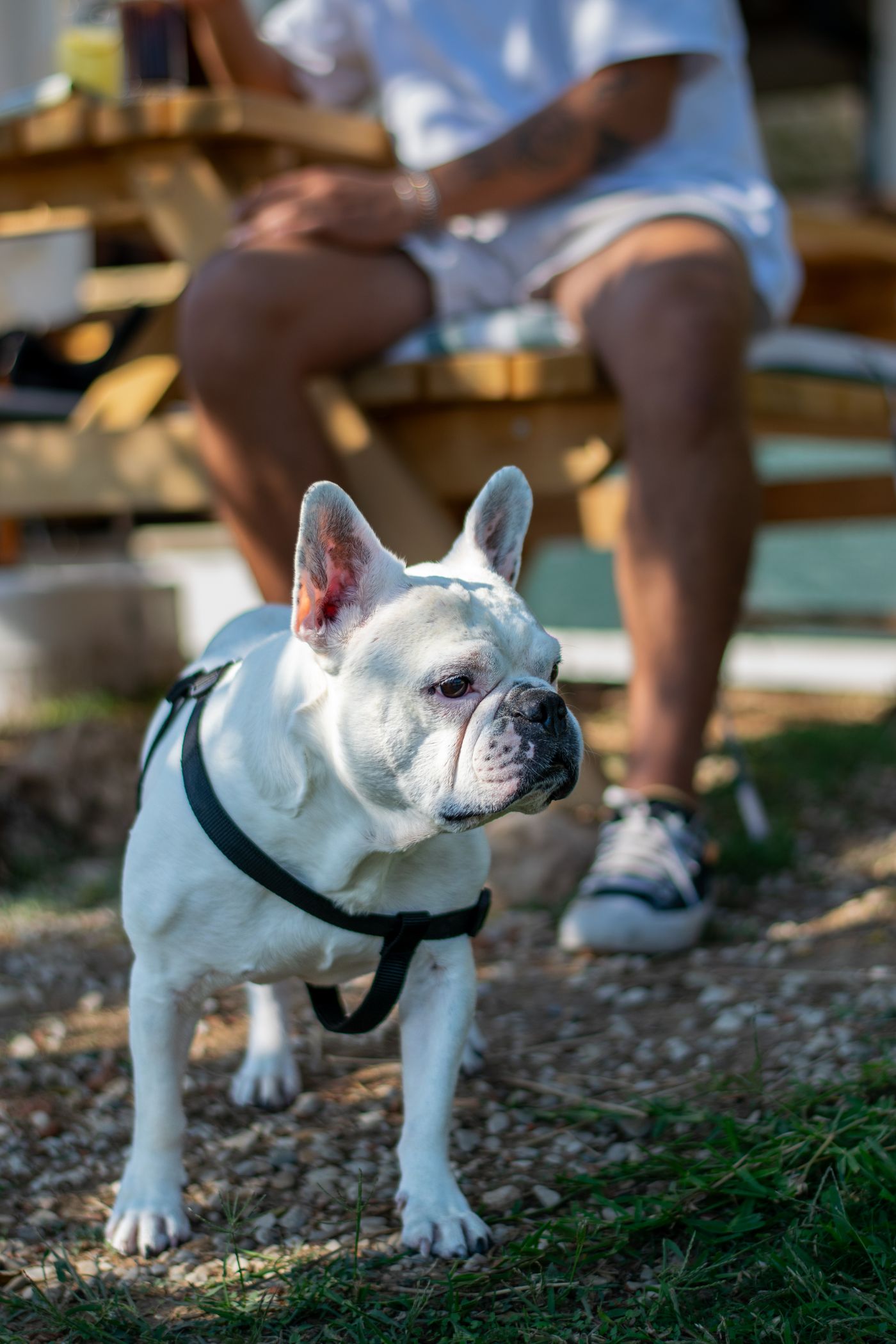 French Bulldog wearing a harness while walking with its owner outdoors