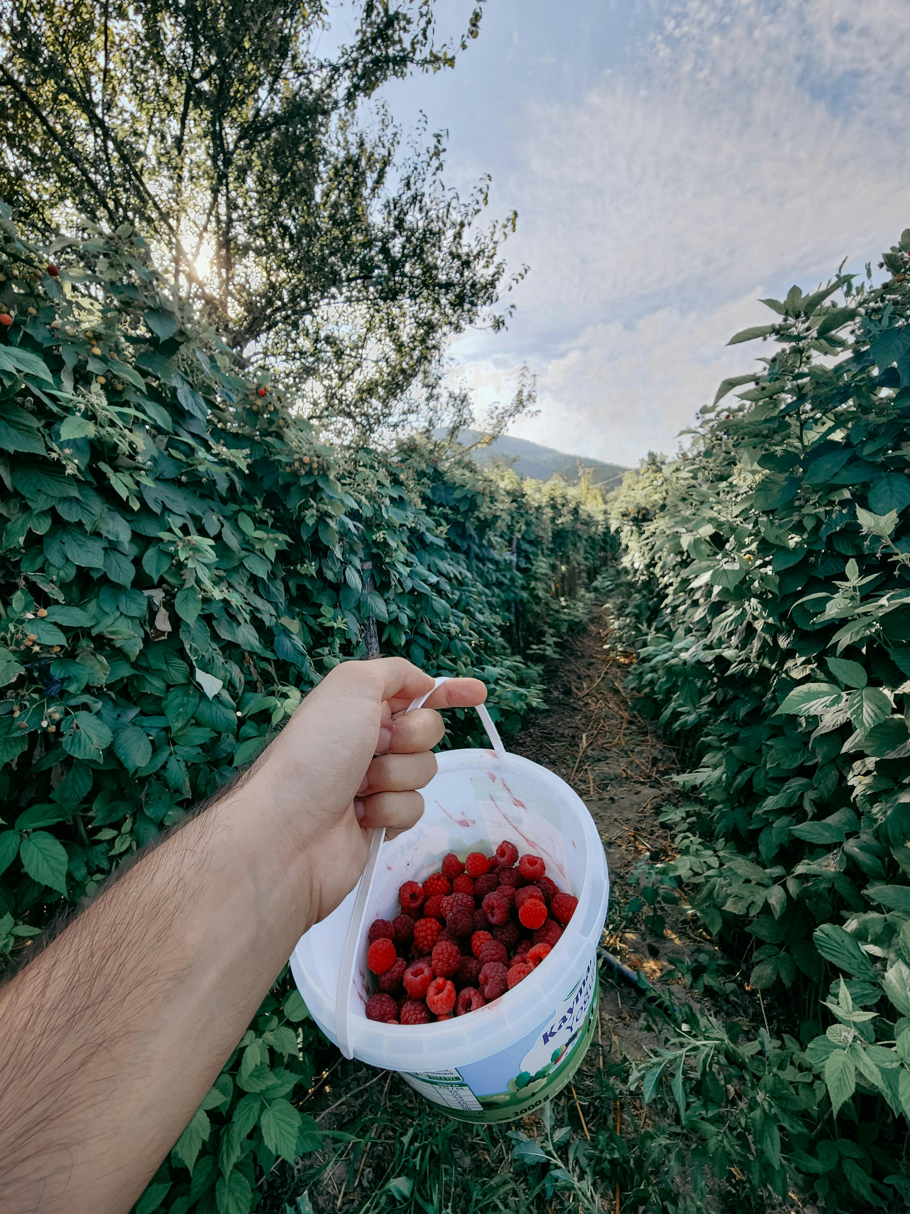 Renovating Existing Strawberry Beds: A Step-by-Step Guide to Boosting Yields and Extending Plant Life After Harvest