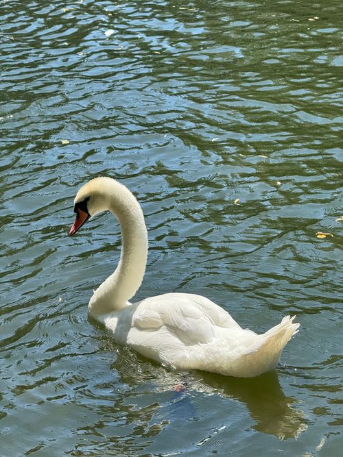 Free Beautiful mute swan (Cygnus olor) gracefully swimming in a serene lake on a sunny day. Stock Photo
