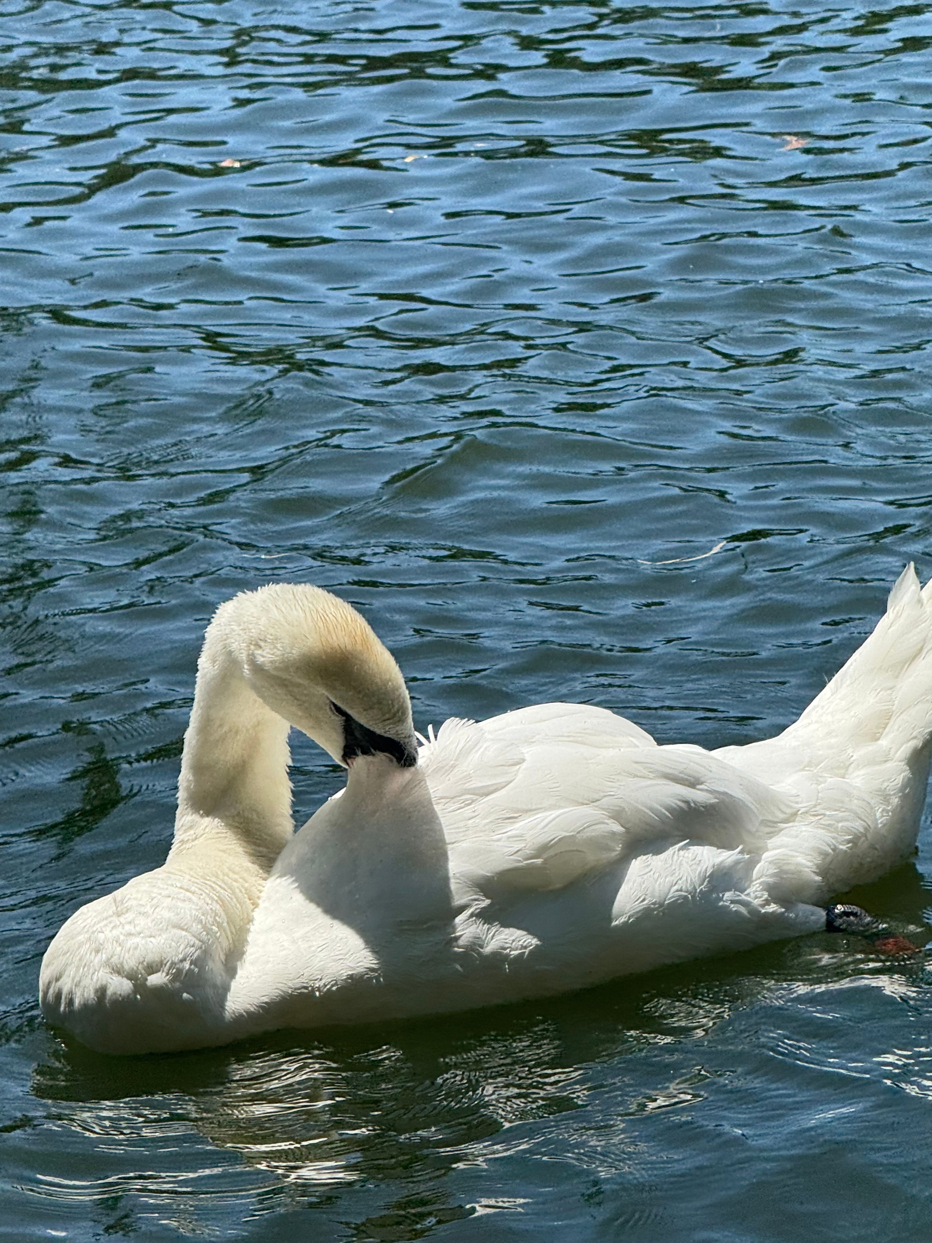 Julie+Swan+Onlyfans Photos, Download The BEST Free Julie+Swan+Onlyfans