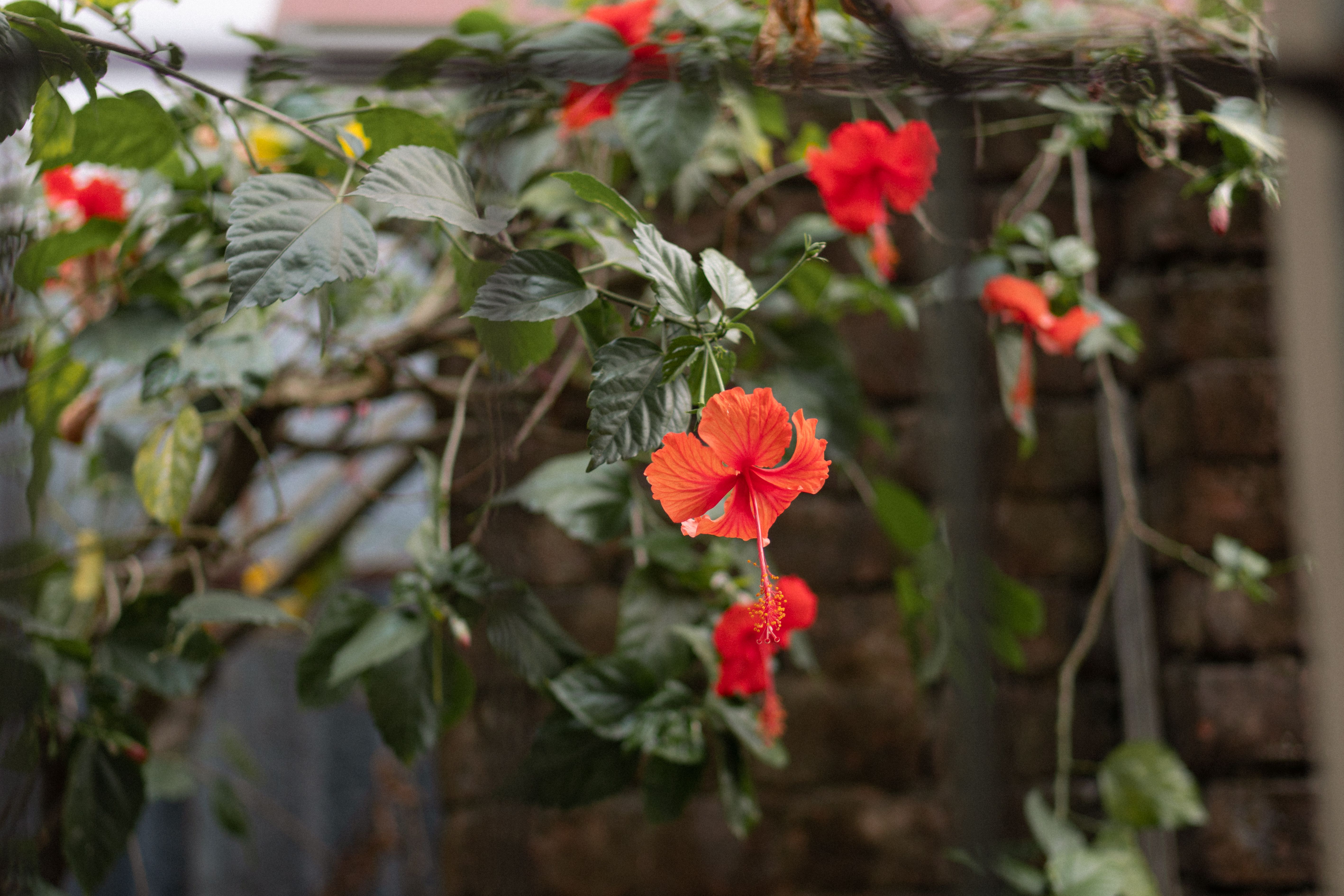 Close-up of a vivid red hibiscus flower amidst lush greenery in a backyard garden.