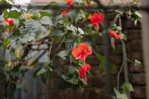 Free Close-up of a vivid red hibiscus flower amidst lush greenery in a backyard garden. Stock Photo
