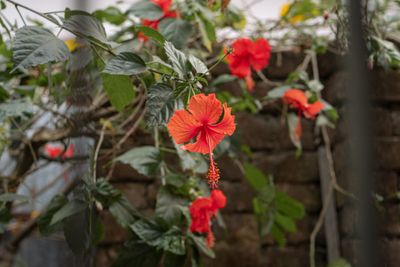 Hibiscus (karkade) & spices