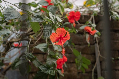 Free Close-up of a vivid red hibiscus flower blooming in a lush backyard garden. Stock Photo