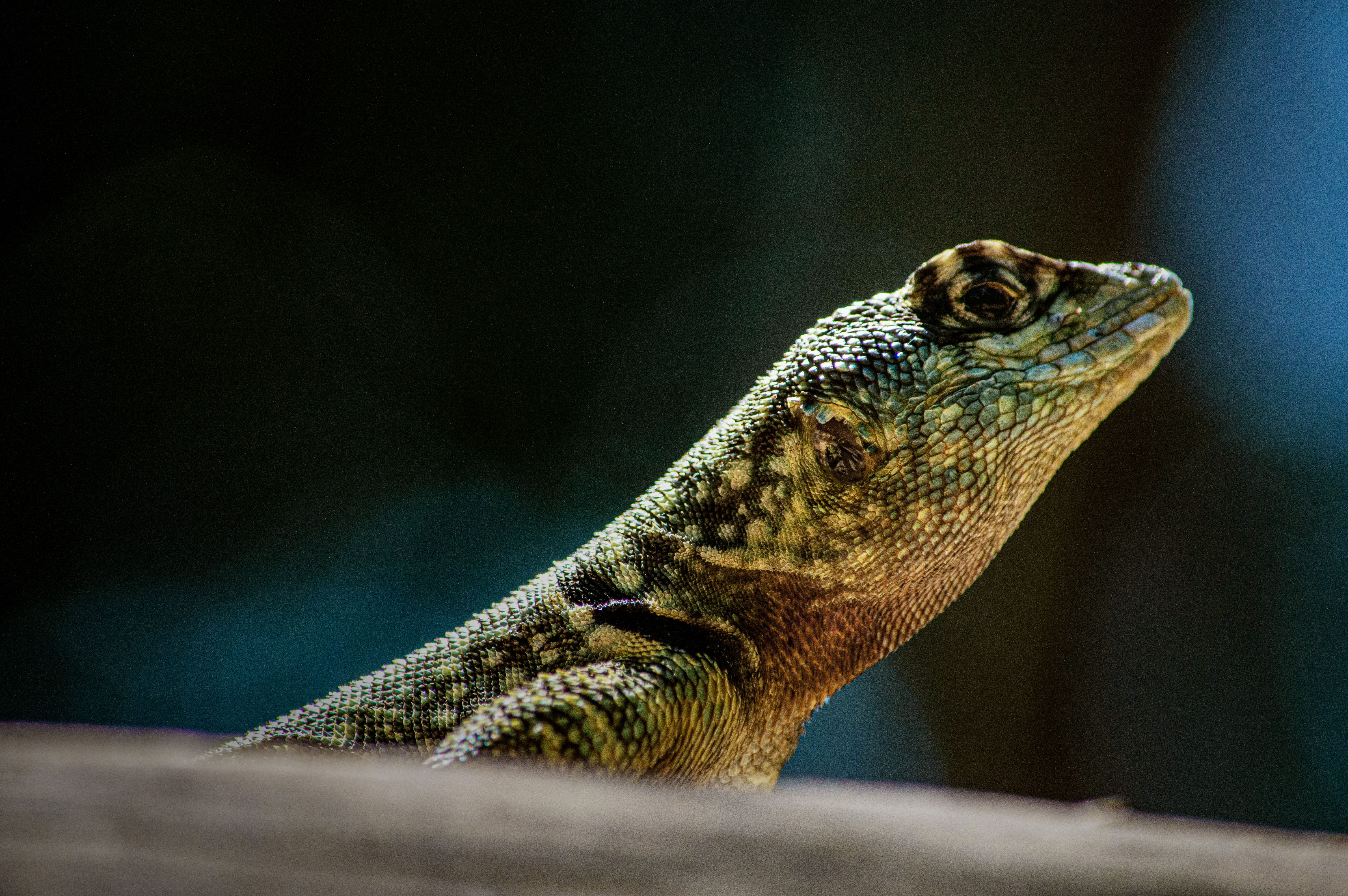 Close-up Shot of a Lizard on a Branch · Free Stock Photo