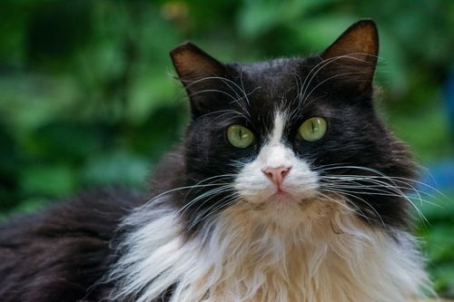 Free Close-up of a fluffy black and white cat with green eyes, sitting outdoors among lush greenery. Stock Photo