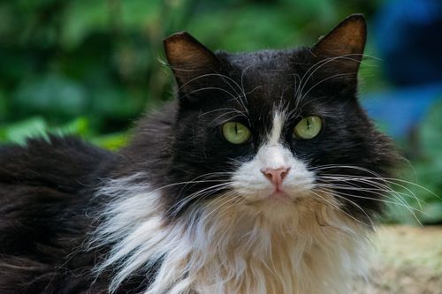 Free Close-up of a fluffy black and white cat with green eyes outdoors. Stock Photo