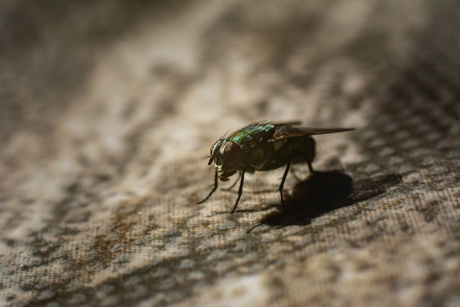 fly control for commercial kitchens